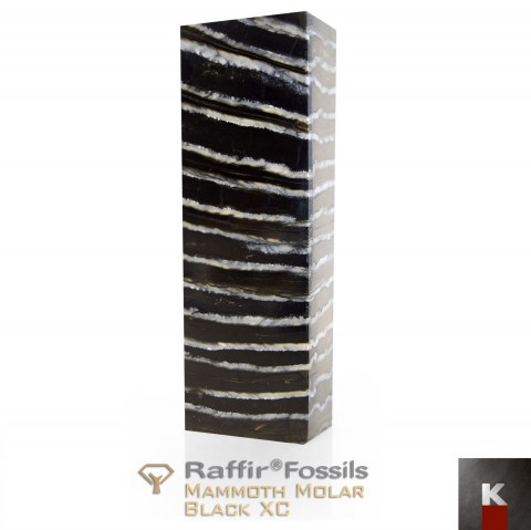 RaffirFossils-mammothmolar-black-xc K